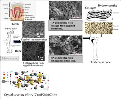 多孔羟基磷灰石与从蛋壳膜和尼罗罗非鱼鱼皮中提取的胶原蛋白的生物复合材料用于骨组织应用 Journal of Applied Polymer