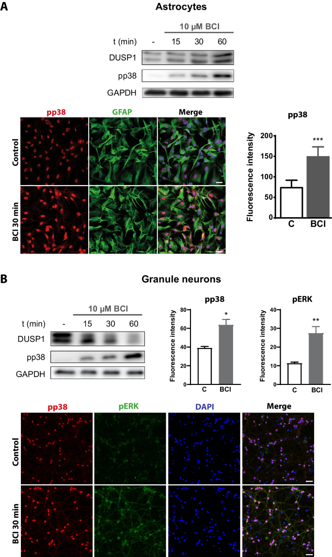 Dusp Mkp Represents Another Piece In The P X R Intracellular