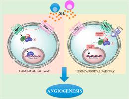 Sonic Hedgehog Developmental Biology X Mol