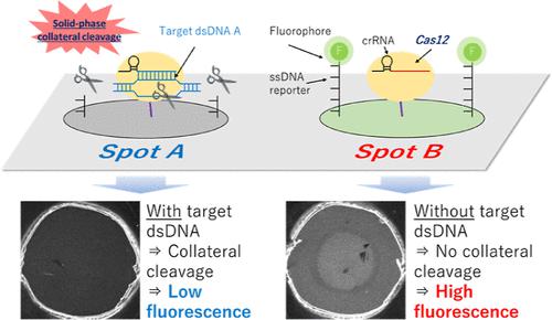 Solid Phase Collateral Cleavage System Based On CRISPR Cas12 And Its