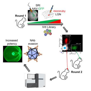 Intravitreal Injection Of A Rationally Designed Aav Capsid Library In