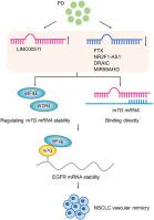 Platycodin D Inhibits Angiogenic Vascular Mimicry In Nsclc By