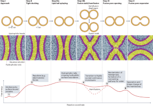 SNARE 蛋白在膜融合中的机制 Nature Reviews Molecular Cell Biology X MOL