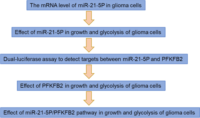 MiR 21 5p Inhibits The Growth Of Brain Glioma Cells Through Regulating