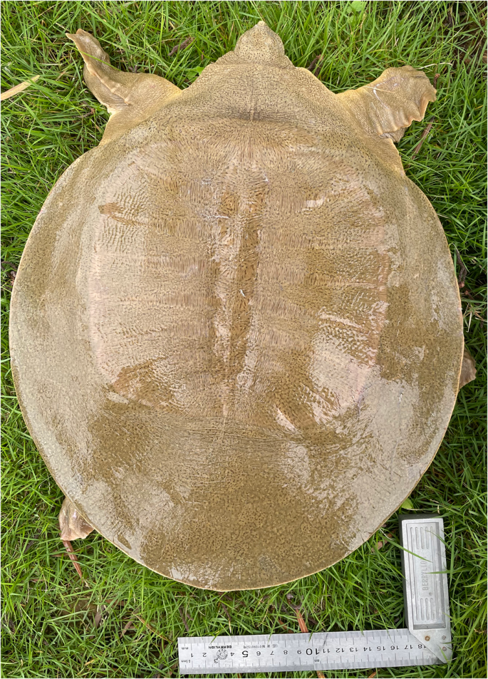 A Chromosome Level Genome Assembly Of The Asian Giant Softshell Turtle