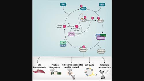 A Guide To Ufmylation An Emerging Posttranslational Modification The