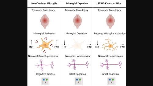 Impaired Cortical Neuronal Homeostasis And Cognition After Diffuse