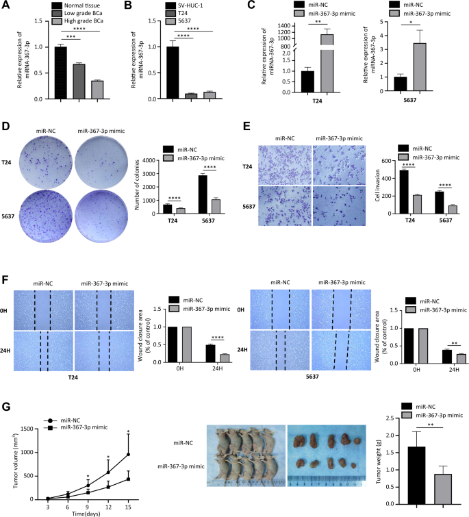 Microrna P Directly Targets Rab And Inhibits Proliferation