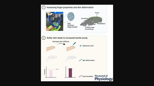 An Individual S Skin Stiffness Predicts Their Tactile Discrimination Of