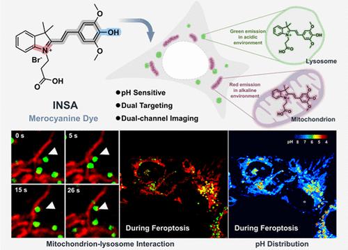 使用 pH 敏感荧光探针揭示活细胞中线粒体 溶酶体动态相互作用和 pH 变化 Analytical Chemistry X MOL