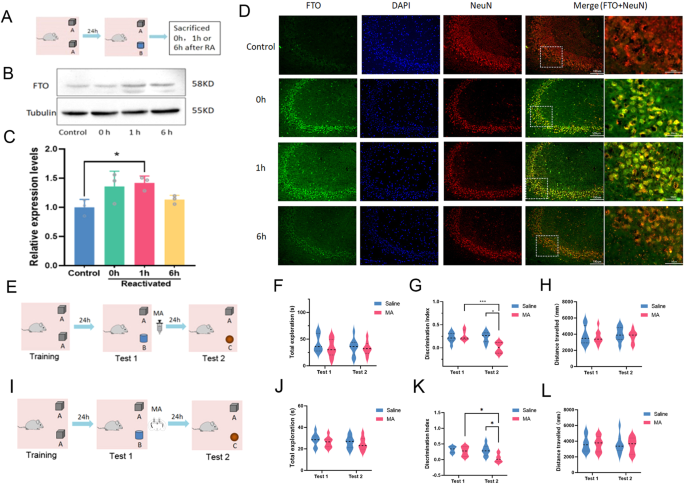 海马 FTO BDNF TrkB 通路是小鼠新物体识别记忆重建所必需的 Translational Psychiatry X MOL