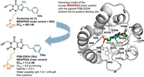 Discovery Of Potent Agonists For The Predominant Variant Of The Orphan