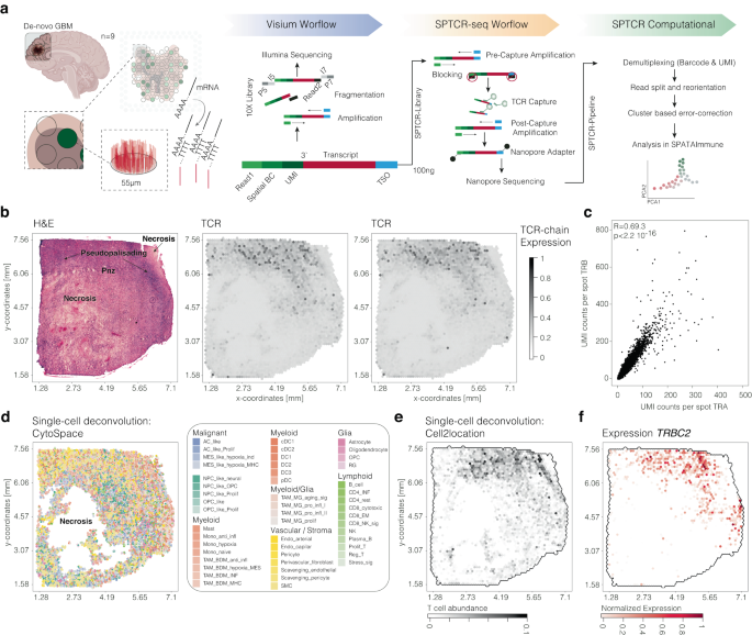 High Sensitive Spatially Resolved T Cell Receptor Sequencing With SPTCR