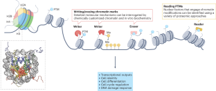 Interrogating Epigenetic Mechanisms With Chemically Customized