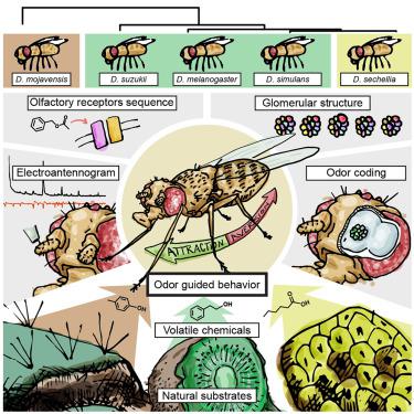 Evolution At Multiple Processing Levels Underlies Odor Guided Behavior