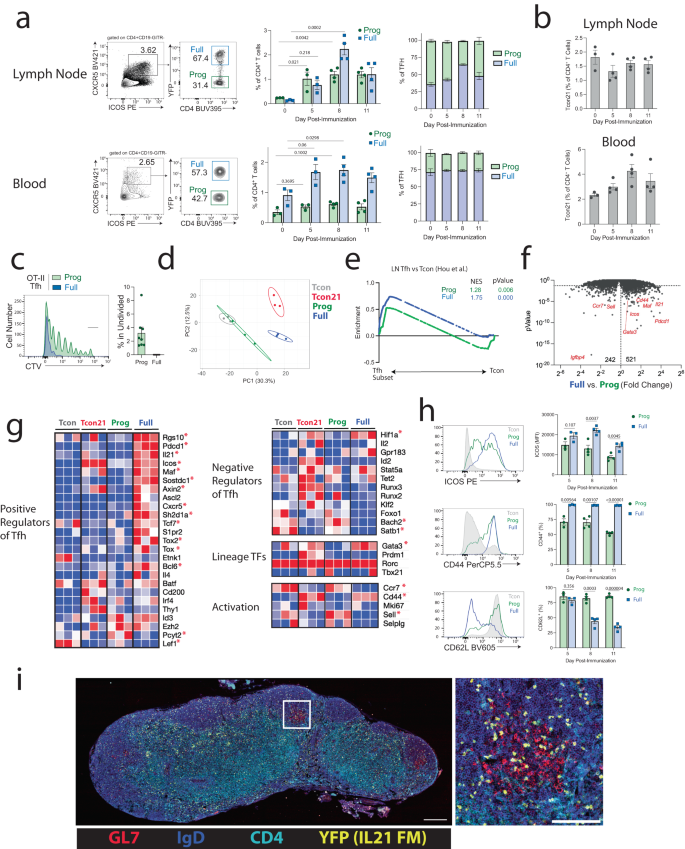 Stepwise Differentiation Of Follicular Helper T Cells Reveals Distinct