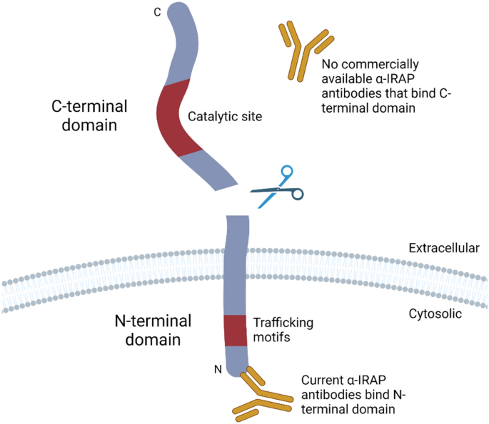 Development Of A Sandwich Elisa To Detect Circulating Soluble Irap As