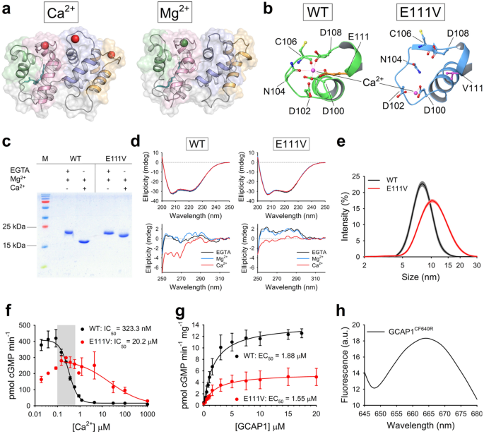 Recombinant Protein Delivery Enables Modulation Of The