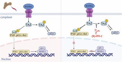 Activating Transcriptional Coactivator With PDZ Binding Motif By R