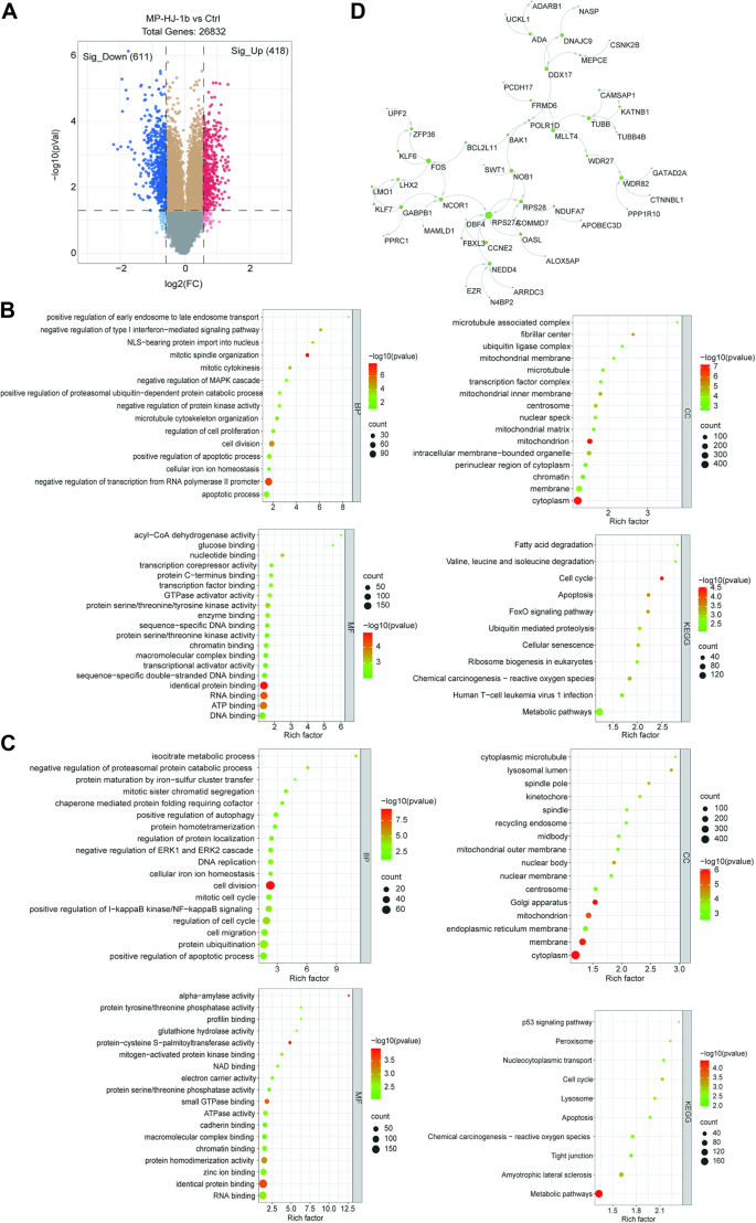 A Novel Microtubule Inhibitor Promotes Tumor Ferroptosis By Attenuating