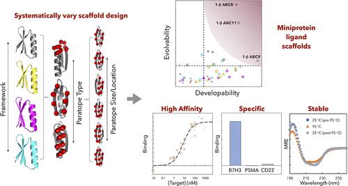 Hyperstable Synthetic Mini Proteins As Effective Ligand Scaffolds ACS