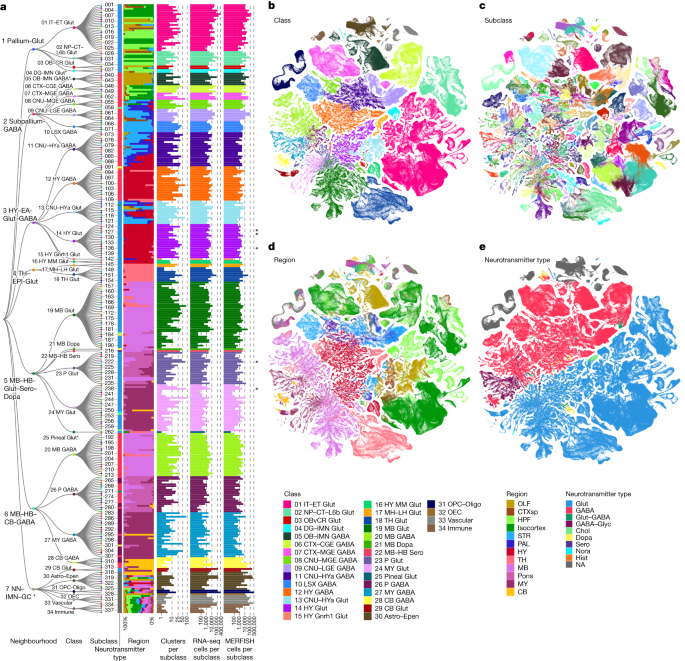 A High Resolution Transcriptomic And Spatial Atlas Of Cell Types In The