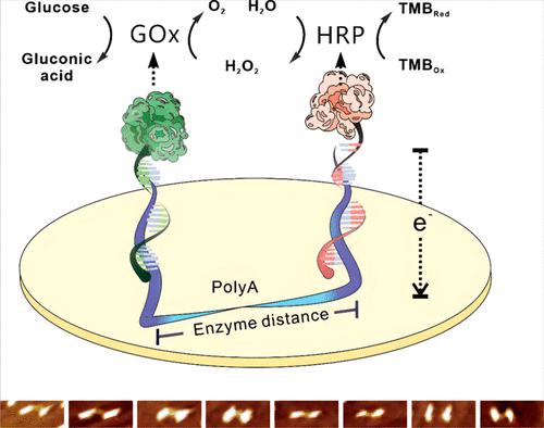 Construction Of An Enzyme Cascade Based On The Accurate Adjacent