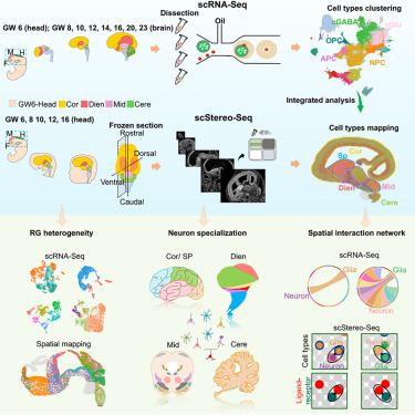 Spatiotemporal Transcriptome Atlas Reveals The Regional Specification