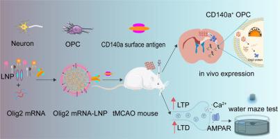 Oligodendrocyte Progenitor Cell Specific Delivery Of Lipid