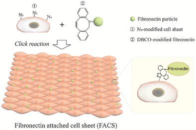 Fibronectin Connecting Cell Sheet Based On Click Chemistry For Wound