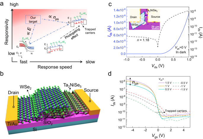 Photogating Assisted Tunneling Boosts The Responsivity And Speed Of