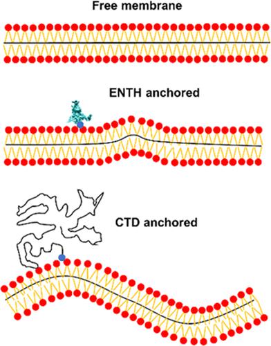 Relationship Between Protein Induced Membrane Curvature And Membrane