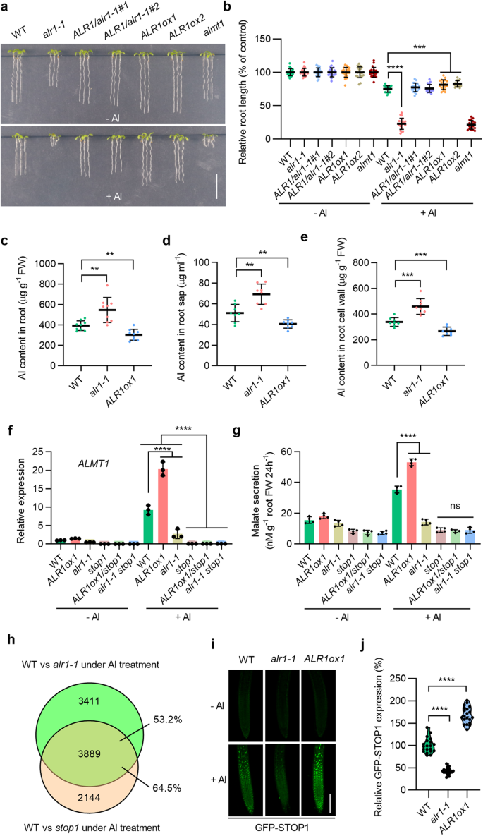 The Lrr Receptor Like Kinase Alr Is A Plant Aluminum Ion Sensor Cell