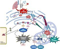 Unraveling The Interplay Between Vital Organelle Stress And Oxidative