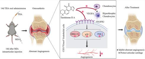 Tanshinone IIA Attenuates Osteoarthritis Via Inhibiting Aberrant