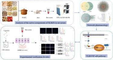 基于UPLC Q TOF MS MS网络药理学及体外实验验证探讨参苓白术散治疗慢性阻塞性肺疾病的作用机制 Journal of