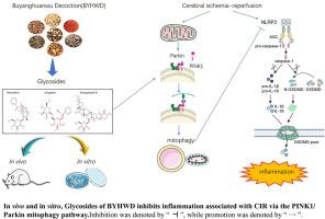 Glycosides Of Buyang Huanwu Decoction Inhibits Inflammation Associated