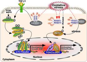 A Novel Crosstalk Between Nrf And Smad Bridged By Two Nuanced Keap