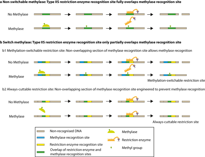 Dna Methylases For Site Selective Inhibition Of Type Iis Restriction