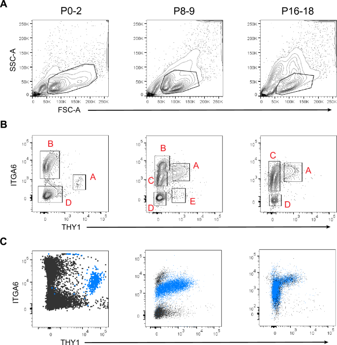 Postnatal Development Of Mouse Spermatogonial Stem Cells As Determined