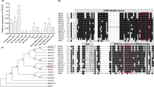 A Garp Transcription Factor Slgcc Positively Regulates Lateral Root