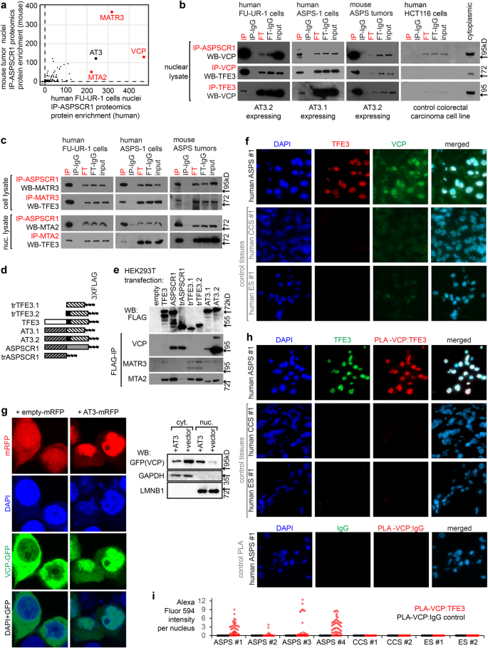 ASPSCR1 TFE3 Reprograms Transcription By Organizing Enhancer Loops