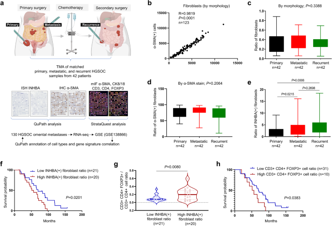 Inhba Cancer Associated Fibroblasts Generate An Immunosuppressive