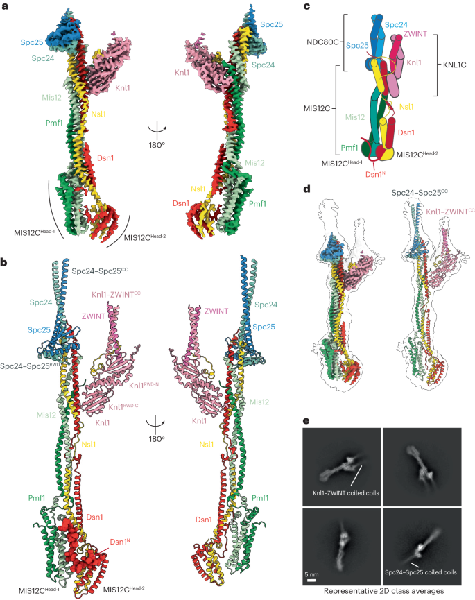 Structure Of The Human Outer Kinetochore KMN Network Complex Nature