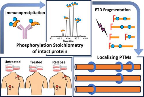 Precise Readout Of MEK1 Proteoforms Upon MAPK Pathway Modulation By