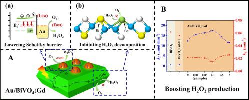 Gd Au Bivo H O Applied Surface Science X Mol