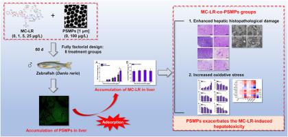 微囊藻毒素 LR和聚苯乙烯微塑料共同导致雄性斑马鱼的肝脏组织病理学损伤和抗氧化功能障碍 Environmental Pollution X MOL
