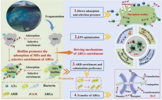 Interaction Between Microplastic Biofilm Formation And Antibiotics