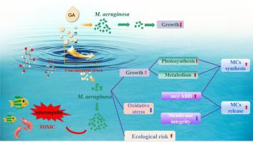 低浓度没食子酸对铜绿微囊藻生长及微囊藻毒素产生的影响 Science of the Total Environment X MOL