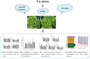 Response Of Antioxidant Activity Active Constituent And Rhizosphere